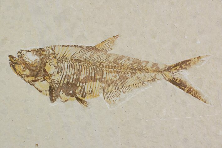 Detailed, Diplomystus Fossil Fish - Wyoming #92900